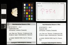Foto (Objekt + Etiketten) von Galatheoidea indet. 